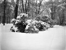 Snow Scenes - V25.5-17-94