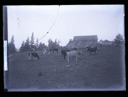 [Rural Scene with Cows]